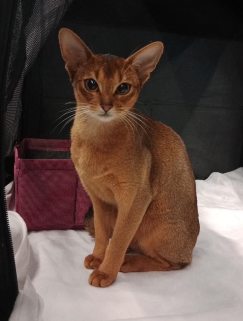 Att.HiOKgUzsqBYw4gghfoEPdWf0x3GMUPHuT U52mKwpHA 774x1024