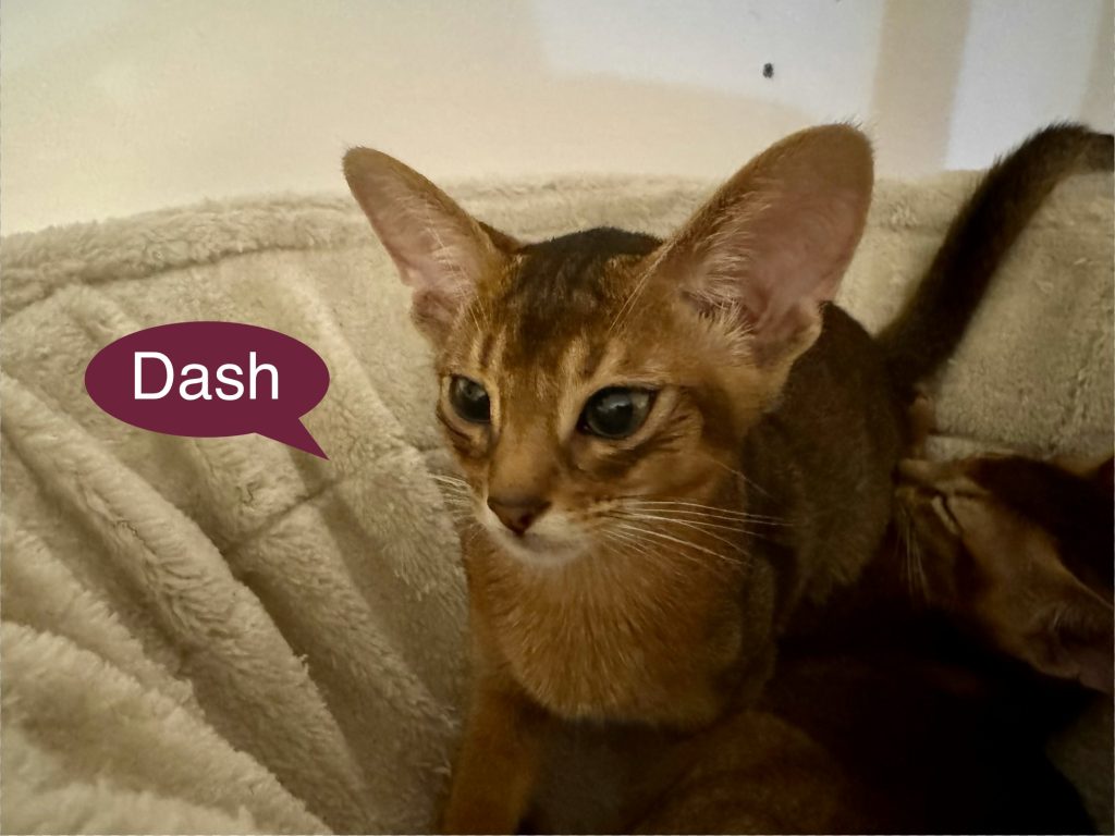 dash dash