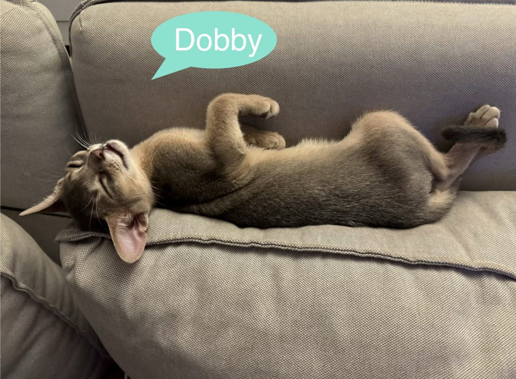 dobby dobby