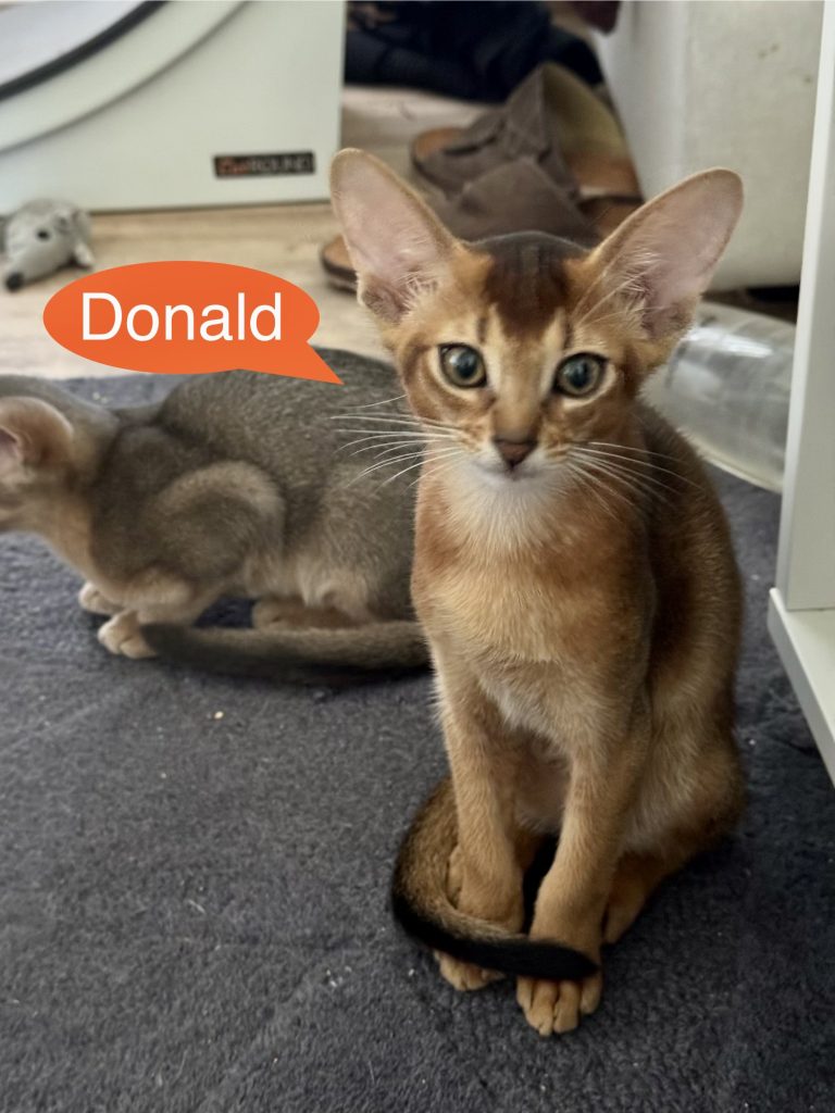 donald donald