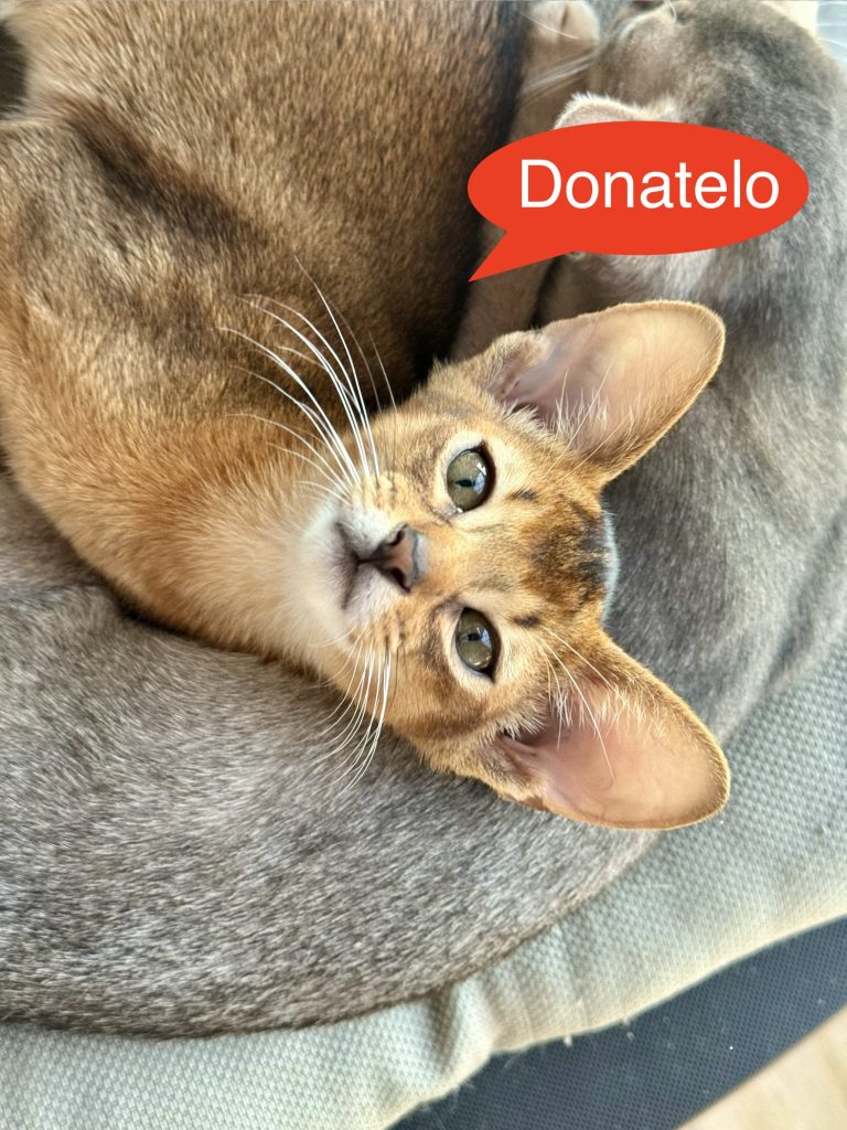 donatelo donatelo
