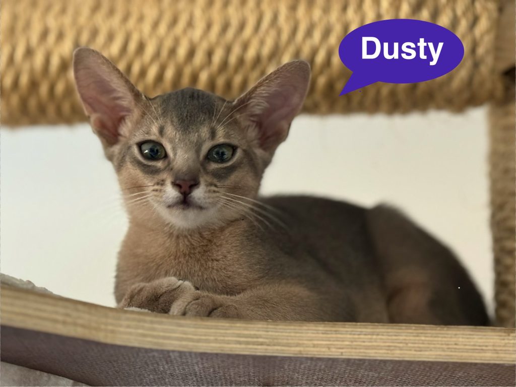 dusty dusty